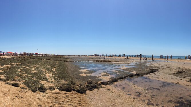 Los vecinos de Punta Umbría alertan sobre la gran cantidad de algas en la playa.