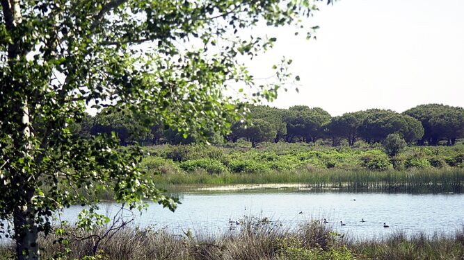Superficie arbolada en los límites del Parque Nacional de Doñana.