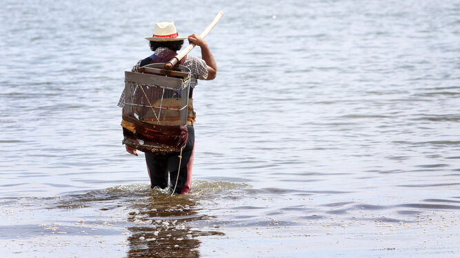 Un mariscador se mete en el agua para coger bivalvos.