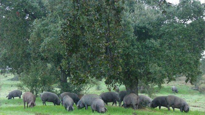 Cerdos pasan en montonera en una dehesa de la provincia.