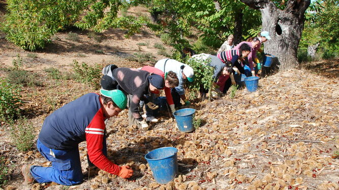 Un grupo de recolectores de castaña en la Sierra onubense.