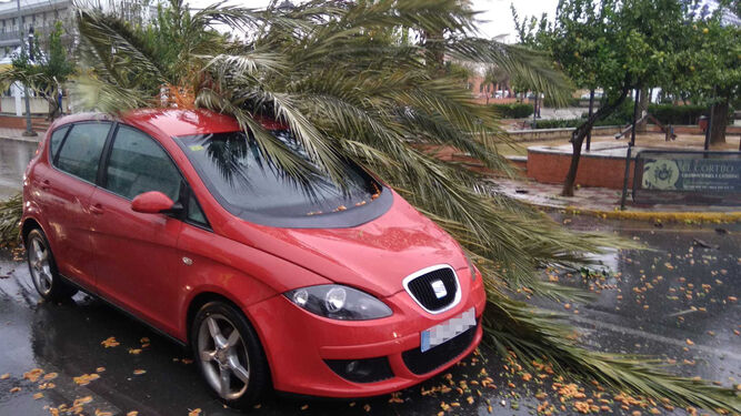 Una palmera derribada por el viento impactó contra un vehículo en Bollullos.