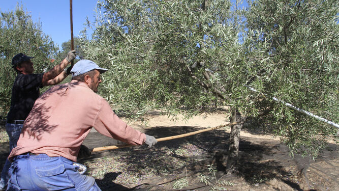 Un trabajador hace labores en el olivar.
