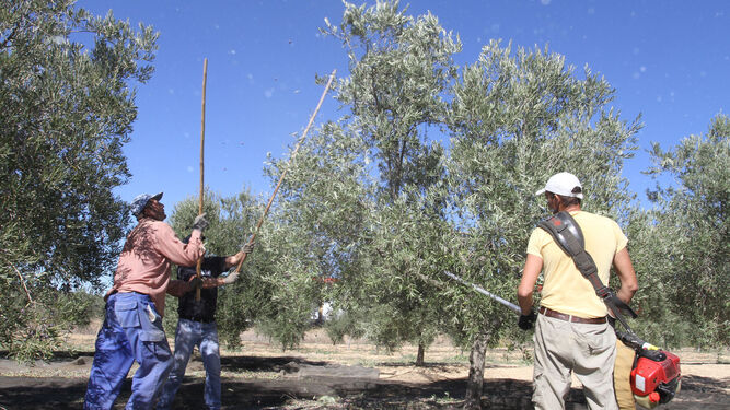Tres agricultores varean olivos en la provincia de Huelva durante la pasada campaña.