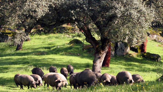 Cerdos ibéricos en una dehesa.