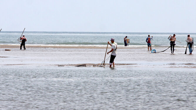 Mariscadores faenan la coquina en la costa de Huelva.