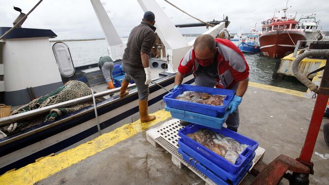 Descarga de capturas pesqueras en el puerto de Isla Cristina.