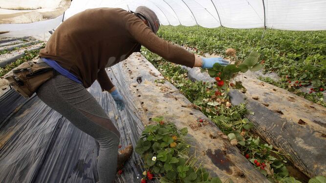 Un agricultor arranca matas de fresas en una finca de la provincia.