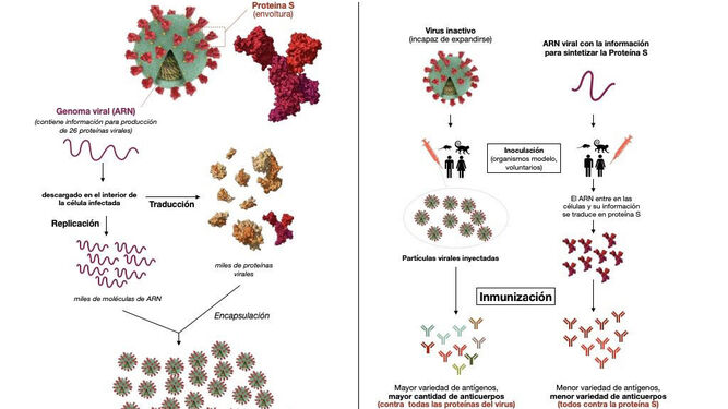 Ciclo de infección de nuevo coronavirus y principales métodos de preparación de vacunas.