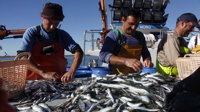 Pescadores de la localidad de Punta Umbría con su captura de sardinas.