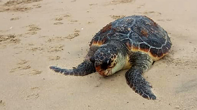 Ejemplar de tortuga hallado muerto en la playa de Urbasur en Isla Cristina.