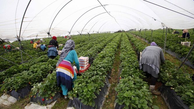 Trabajadoras marroquíes en un campo de fresas de la provincia onubense durante la actual campaña de recolección de frutos rojos.
