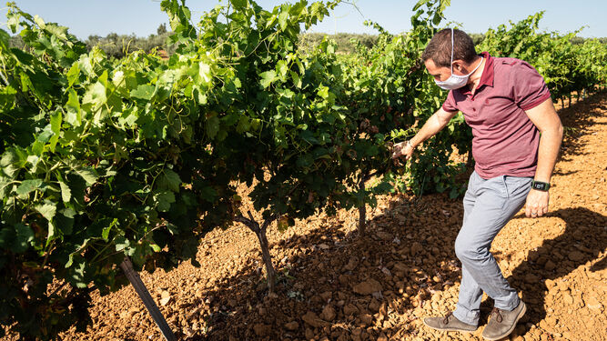 Un agricultor muestra la parte de la viña afectada por el hongo mildiu.