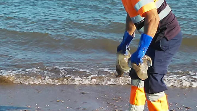 Un operario retira varias medusas de la orilla de forma manual
