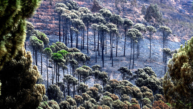 Pinar devastado por el incendio de Almonaster, cerca de Dehesa, en la zona conocida como Montes Blancos