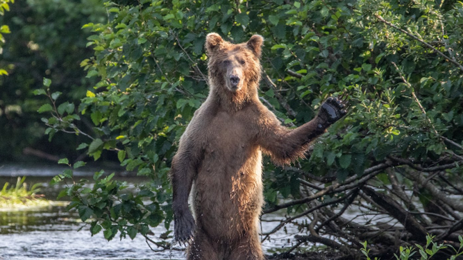 Un oso toma un baño en un río, mientras parece saludar a la cámara