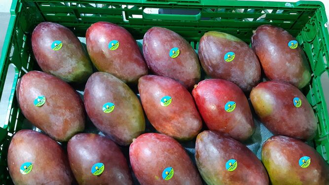 Carrefour compra 1.860 toneladas de mango andaluz