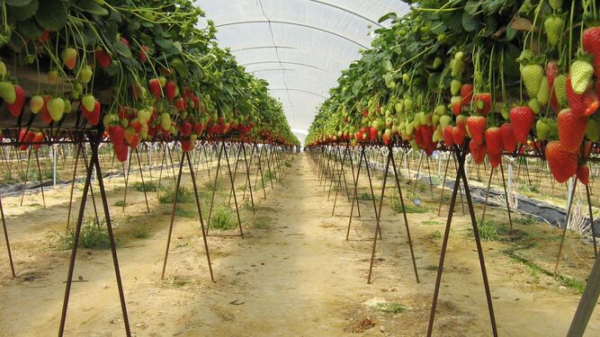 Plantaciones de fresas en la provincia onubense.