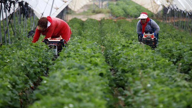 Dos temporeras de Marruecos recolectan fresa  en una explotación agraria de Huelva.