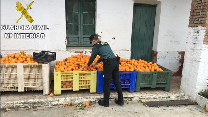 Aproximadamente se han incautado 1.100 kg. de naranjas