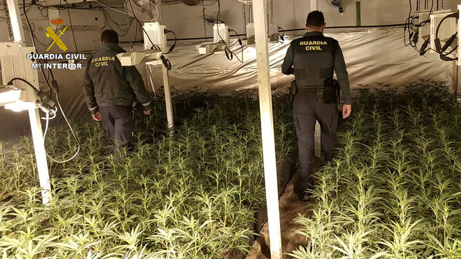 Plantación de marihuana encontrada en una nave de ganado de La Nava.