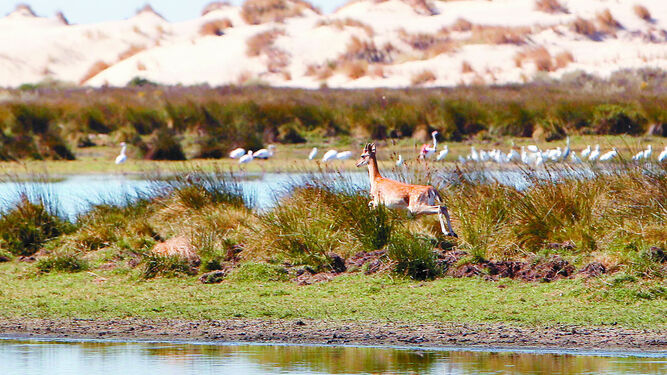 Animales en la laguna de Santa Olalla, en pleno corazón del parque nacional de Doñana.