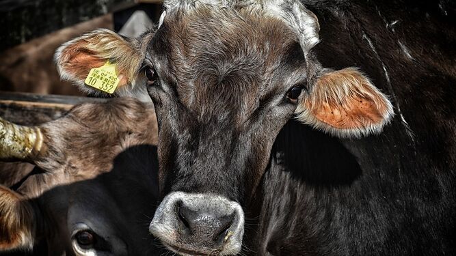 Más de 2000 vacas, teneros y toros enfermos vagan desesperadamente por el Mediterráneo