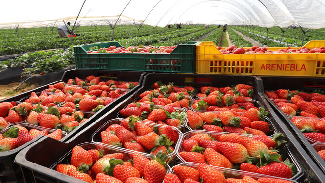 Recogida de fresas en una de las explotaciones agrarias de la provincia.