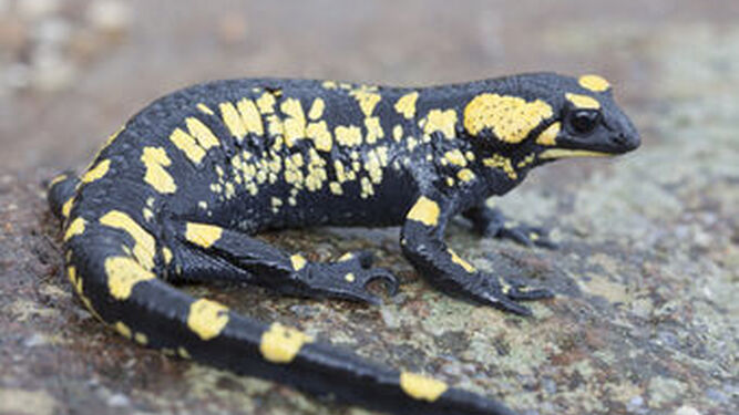 Vuelve la salamandra penibética tras creerse extinta
