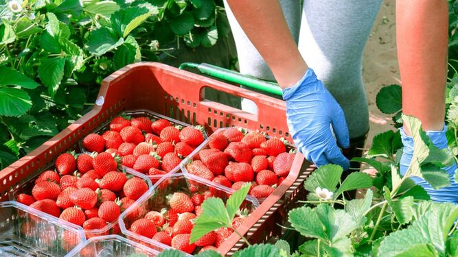 Carrefour va a comercializar más de 12.000 toneladas de fresas nacionales.