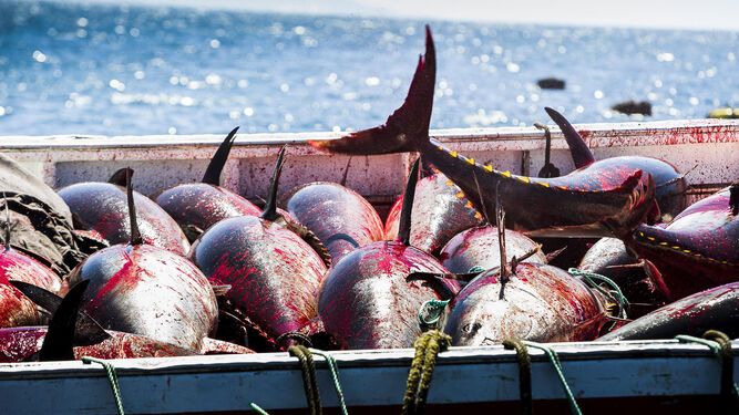 Ejemplares de atún rojo capturado en la almadraba de Barbate (Cádiz).