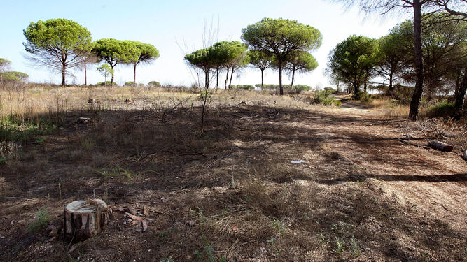 Imagen de los terrenos donde se asentará el proyecto CEUS en la localidad de Moguer.