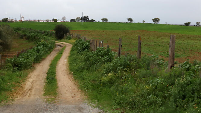 Camino rural junto a los terrenos del paraje Lirios en el que se instalará la planta solar fotovoltaica.