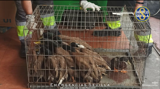 La Policía local de Sevilla rescata 20 patos salvajes en la cocina de un establecimiento oriental
