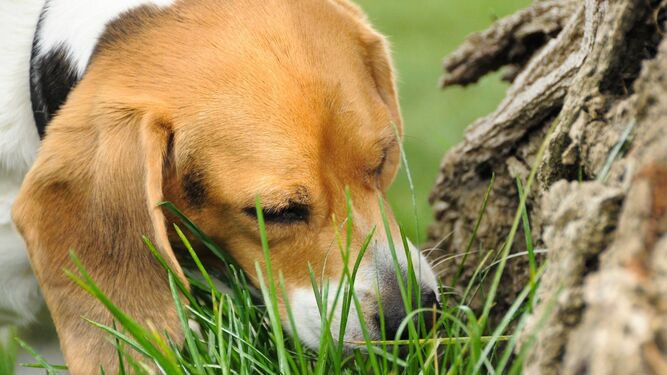 Estos podrían ser los motivos por los que tu perro come hierba