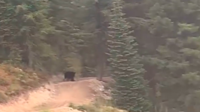 Un oso persigue corriendo a un ciclista profesional por la montaña y lo graban con un drone