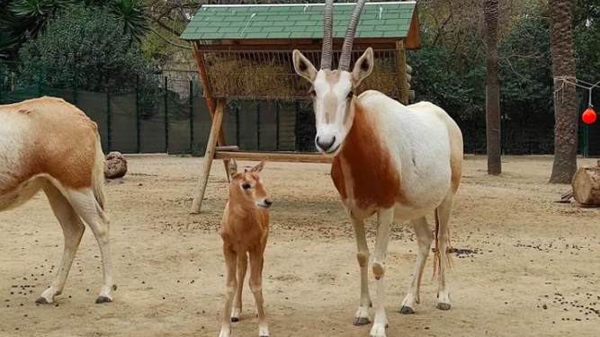 Nace en Zoo Barcelona cría de oryx blanco, especie extinguida en naturaleza