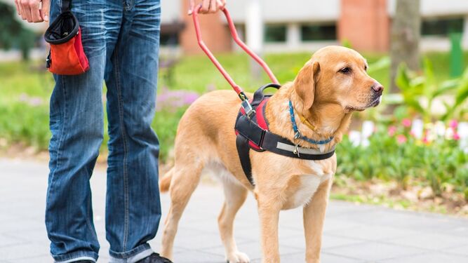 La ONCE entrega 23 perros guía en distintas provincias de Andalucía a pesar de la pandemia