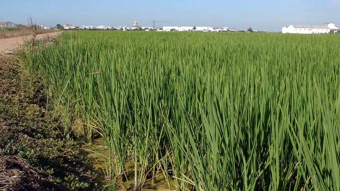 Cultivos de arroz en Isla Mayor