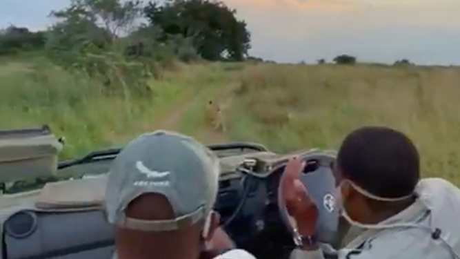 El impresionante ataque de una leona cazando delante de unos turistas