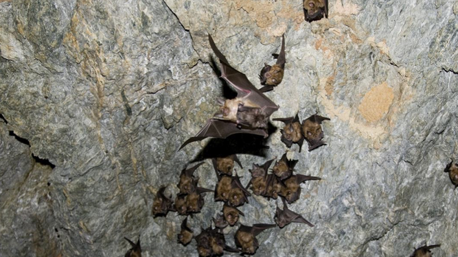 Hembras de murciélagos grandes de herradura, R. ferrumequinum con sus crías