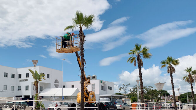 Trabajadores municipales realizando trabajos de poda en las palmeras.