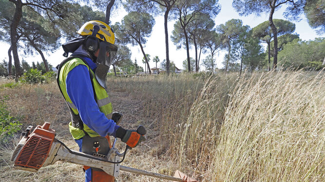 Un trabajador del Infoca realizando tareas de desbroce en un pinar cercano a Hinojos.