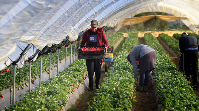 Trabajadores del campo recogen fresas en una explotación onubense.