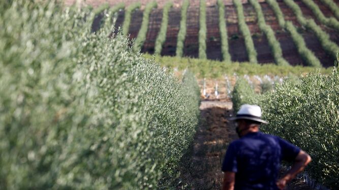 La producción del aceite de oliva ha descendido en torno a un 45%.
