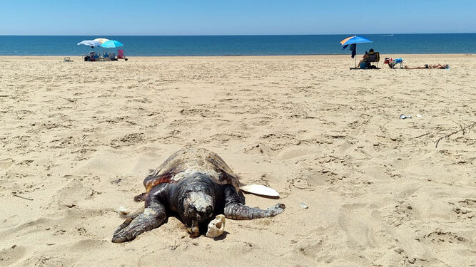 La tortuga ha sido hallada en un arenal