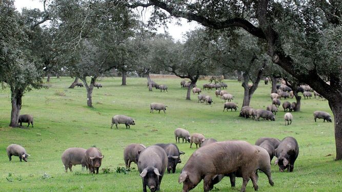 Cerdos ibéricos en la Dehesa de Huelva