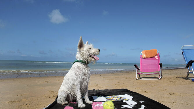 Playa para perros en Isla Cristina.
