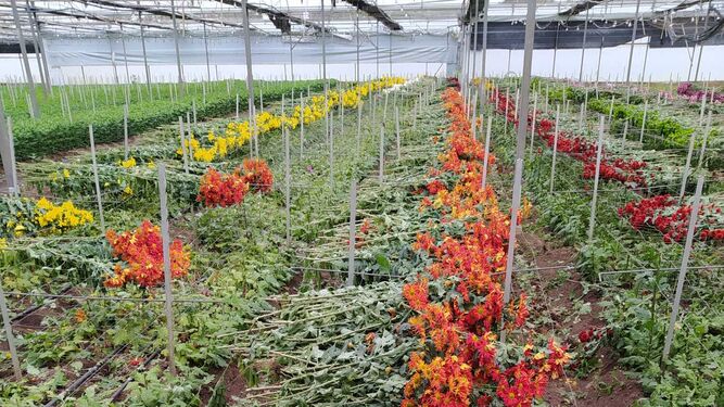 La ley de la Cadena ahora también atañe al sector de flor y planta viva.