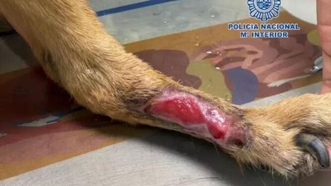 Detenida al tener al perro desnutrido y herido sin llevarlo al veterinario